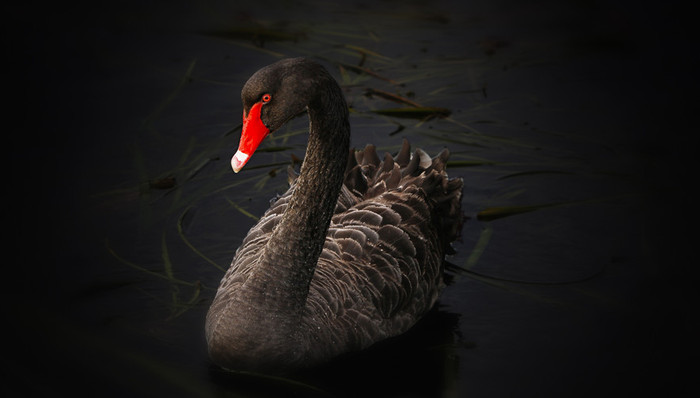 国民技术,产业基金