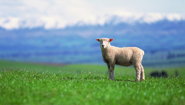 投资移民,新政,分数,投资方向,新西兰移民局,图片来源,中文网,投资者,Getty,新西兰先驱报