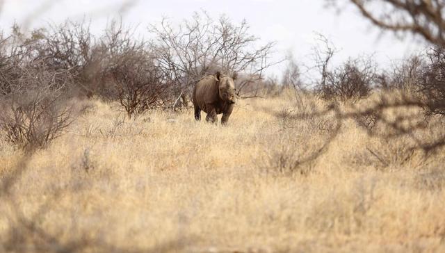 肯尼亚推出第一个黑犀牛徒步项目 时隔25年黑犀牛重回这片栖息地