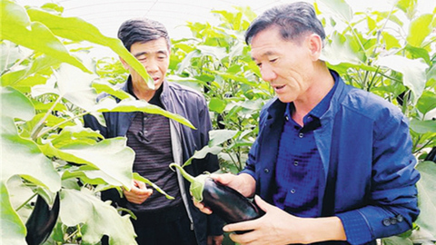 【十九大代表风采】把沙窝变财盆 这个农民书记甘做“行走的办公室”