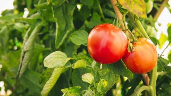 番茄制品,安格瑞,上市公司,中粮,每日经济新闻,番茄酱,皇台酒业,起死回生,出清,屯河