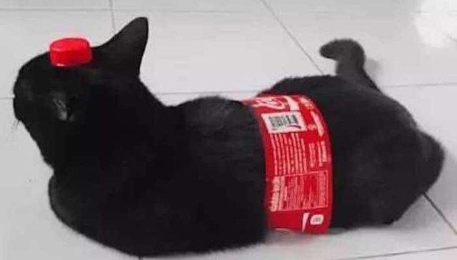 把狗子变成可乐需要几步？