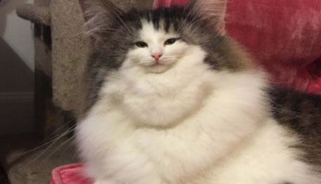 追求脸小的世道，连猫都不放过