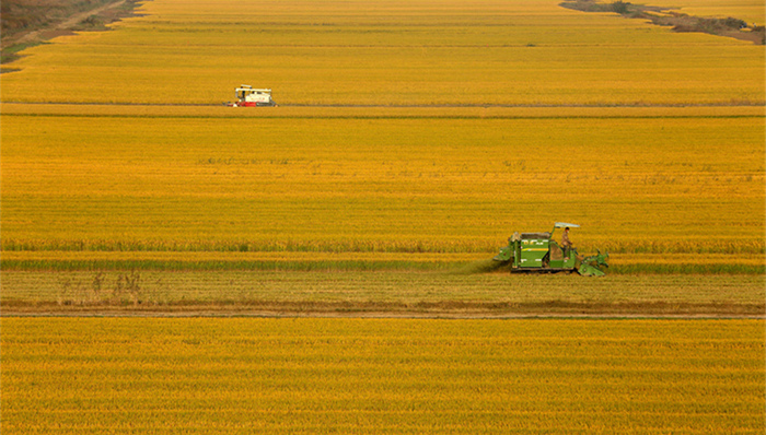 播种面积,粮食生产,粮食单产,统计师