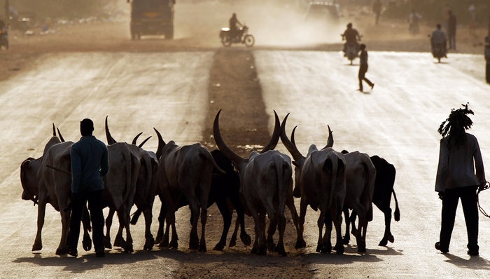 南苏丹,冲突,牛,牲畜