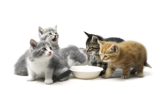 【天下奇闻】区块链云养猫一只卖80万元 特朗普每天看8小时电视喝12罐可乐