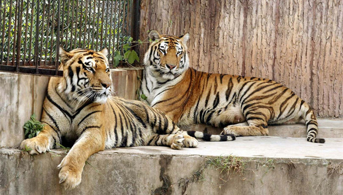 华南虎,拯救中国虎国际基金会,栖息地保护,植被覆盖度,栖息地破碎化,生态系统的功能,世界自然保护联盟