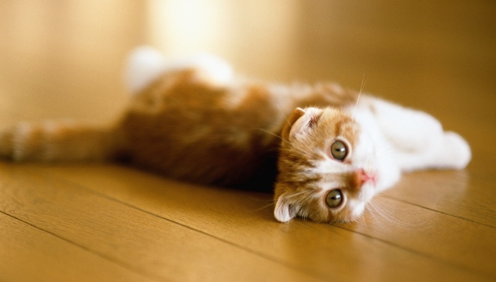 养猫,猫岛,空巢老人,养成类游戏,人口红利,萨摩耶犬,苏格兰折耳猫,猫粮,APP,空巢青年