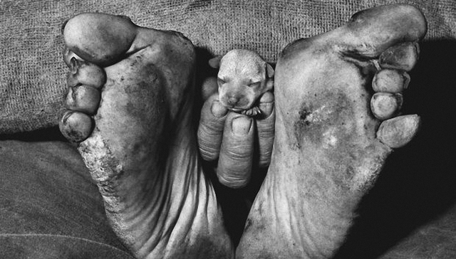 罗杰·拜伦的影像里，人类也许并非是文明本身