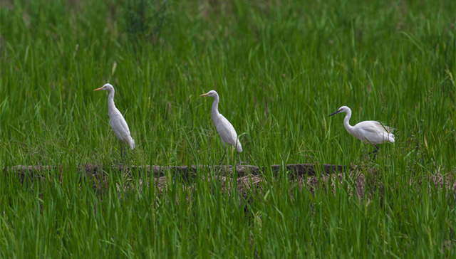 深茂铁路这样“静静”地驰过“小鸟天堂”