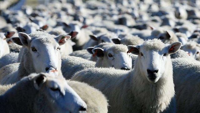 新西兰技术移民和关键技能工签的收入门槛提高 1月15日起实施