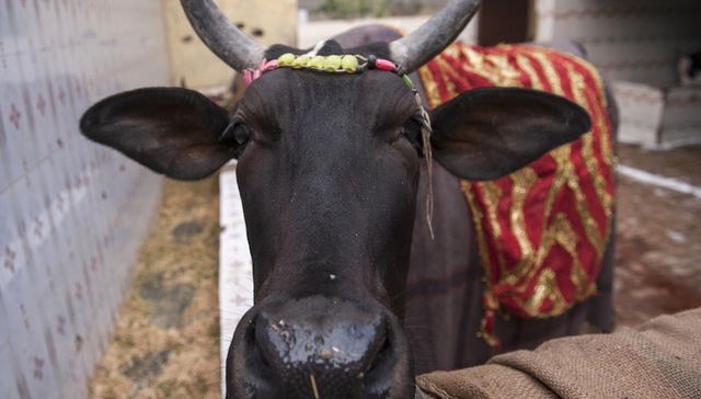 莫迪,改革,印度