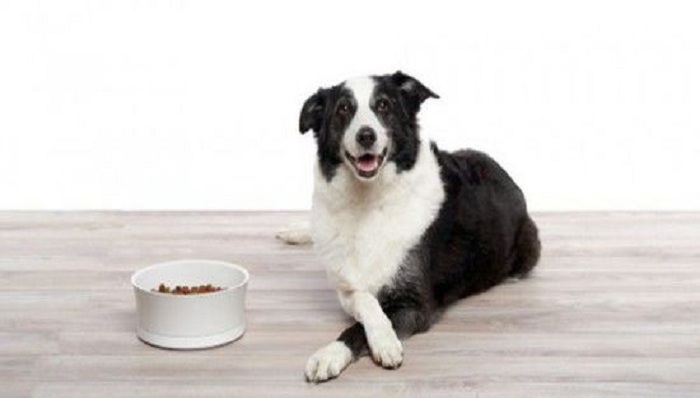 新希望,宠物,,猫,狗,玛氏,雀巢