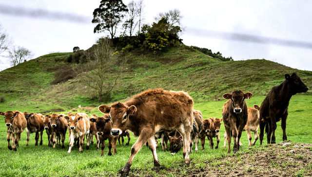 水污染,纯净新西兰,乳制品