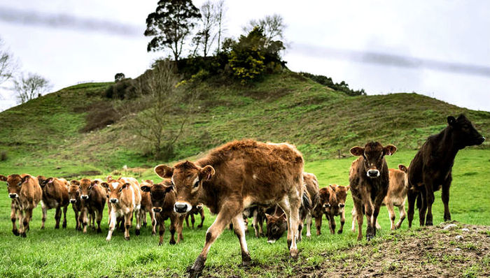 水污染,纯净新西兰,乳制品