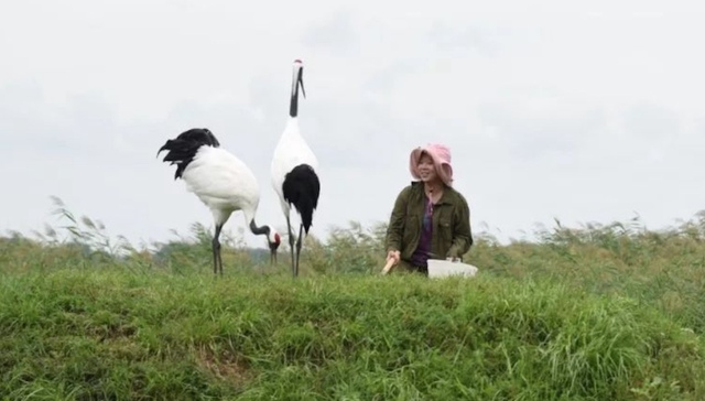丹顶鹤女孩牺牲27年后弟弟献身 侄女放弃保研护鹤