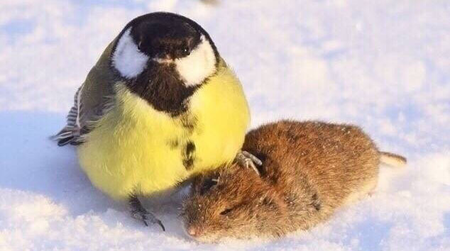 有的鸟表面看起来萌萌的，其实背地里很爱吃脑花...