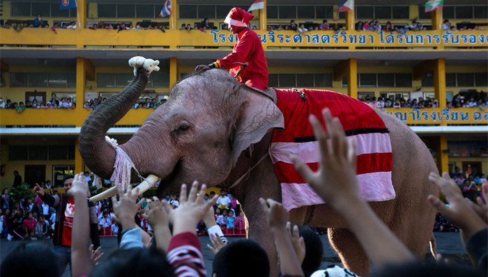 泰国清迈,泰国大象,泰国旅游,骑行,领馆,领事保护,旅游项目,团队游客,野生动物,旅游保险