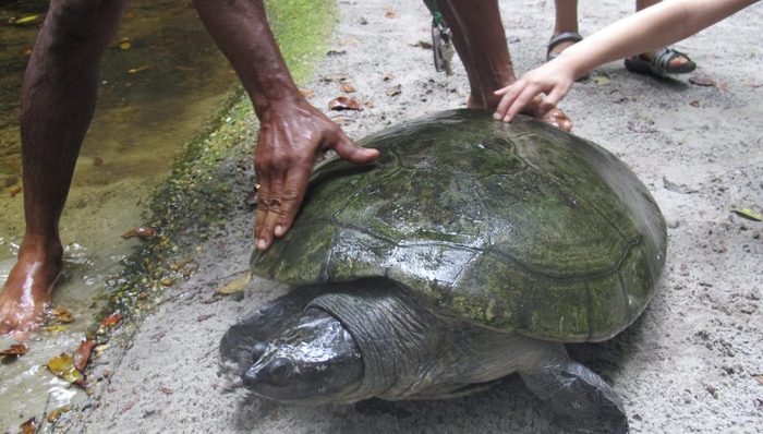 野生动物保护组织正在阻止游客与动物自拍的行为