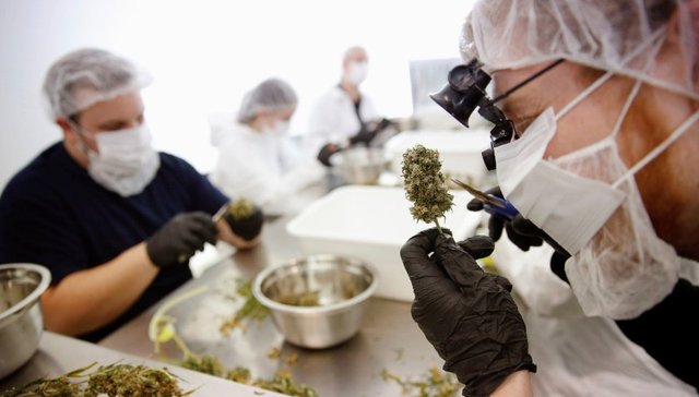 大麻合法化会给加拿大带来什么？当地华人有话说