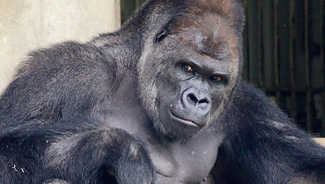 最近，这只日本大猩猩成了大明星