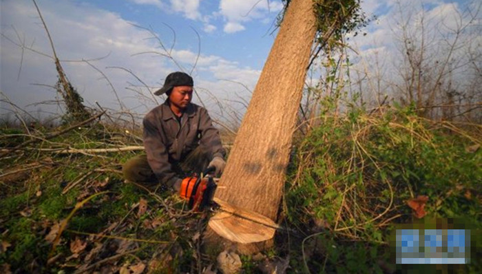 洞庭湖,欧美黑杨,外来物种