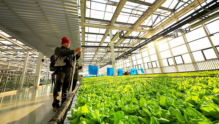 中粮,田园综合体