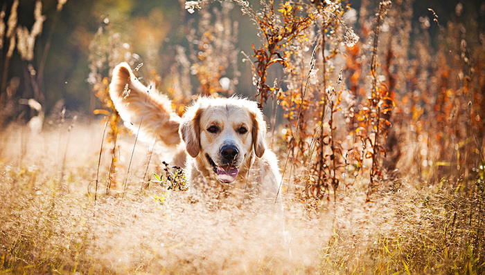流浪狗,金毛犬,民警