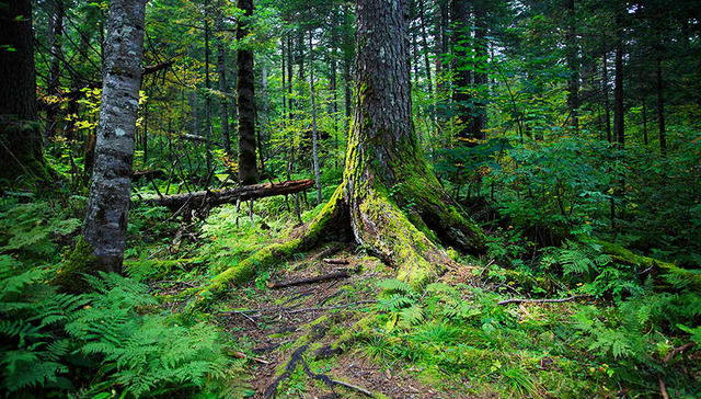 【工业之美】全球首个商业化碳捕集公司 一年可捕集500立方米树木吸收的二氧化碳