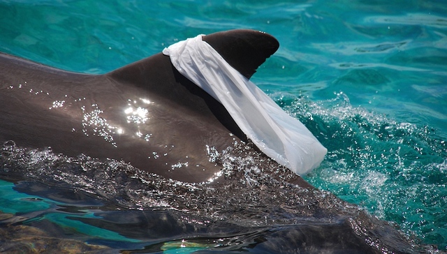 塑料垃圾，海洋杀手：我们每分钟往海里倾倒一大卡车