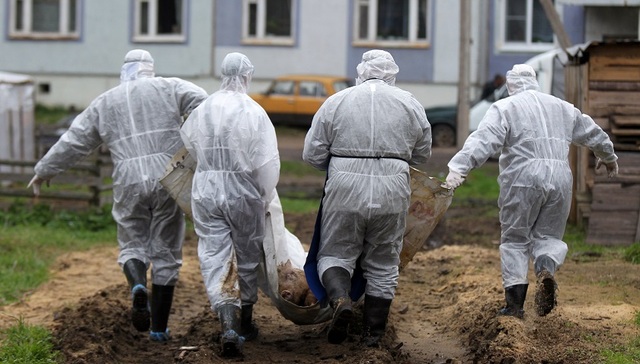 俄欧猪肉贸易争端已四年 俄罗斯要退群？WTO头都大了