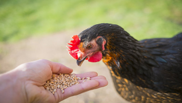 中国化工旗下公司投资31亿元扩产饲料添加剂