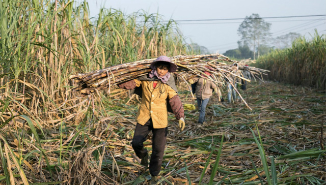 地方经济,广西,农业,制糖,甘蔗
