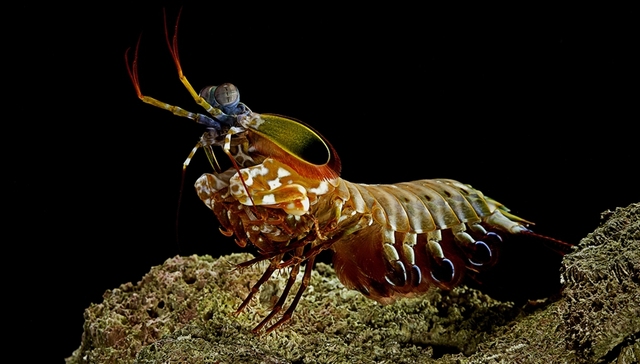 【研究】皮皮虾“铁拳”有助开发航天材料 哺乳超半年降低糖尿病风险