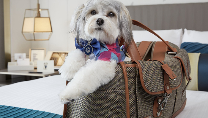 旅途无聊？你还可以“借”只网红狗狗当旅伴