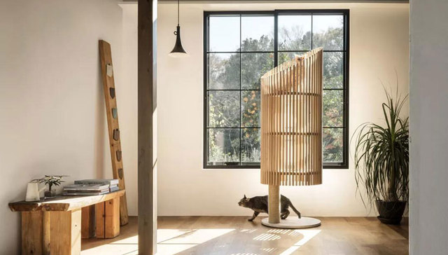 生而为猫，就该享受无尽特权