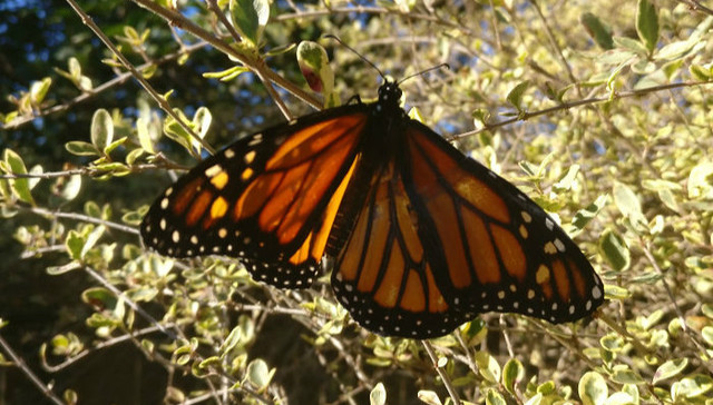 她用剪刀、胶水为断翅的蝴蝶做了手术