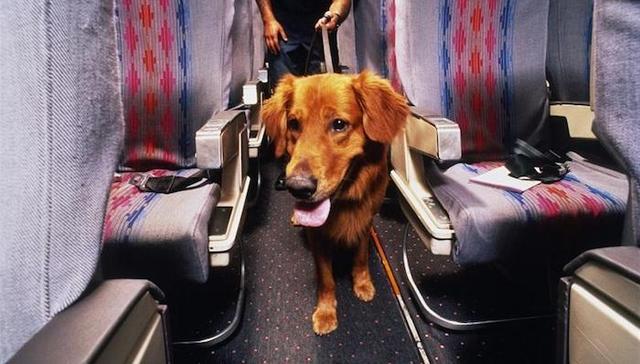 猫狗可以坐飞机了 票价很感人有人却说很便宜