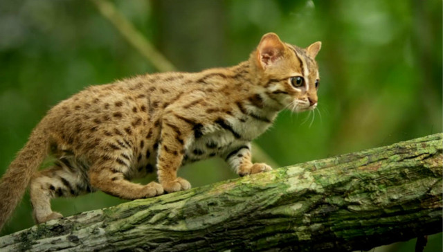 拍动物我只服BBC  这些黑科技加萌猫真戳心窝儿