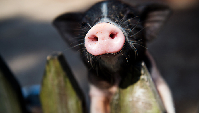 到东北养猪去！ 畜牧行业正在上演“南猪北移”大戏