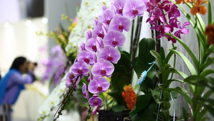 区块链,价值泡沫,浙江,兰花