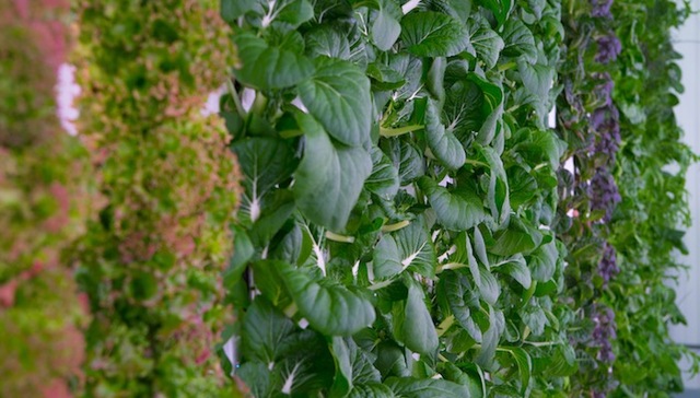 贝索斯投资,农业初创公司