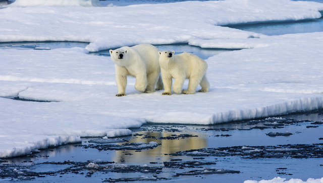 政策主张,国新办,政策目标,白皮书,中国参与,中国的北极政策,,,国际社会,外文出版社,语种