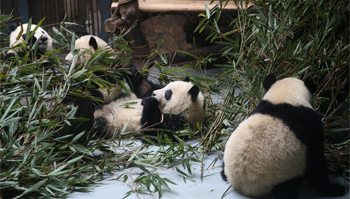 脱毛,成都大熊猫繁育,眼部,研究基地,奇一,阴性,螨虫感染,食欲,病因,生长发育