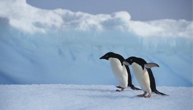 多家机构签署倡议书：提升制冷能效 在2100年前避免1°C温升