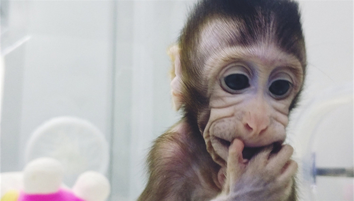 蒲慕明,科研团队,启示与思考,土鳖,科研人员,科研经费,突破,科研人才,科研创新,非人灵长类