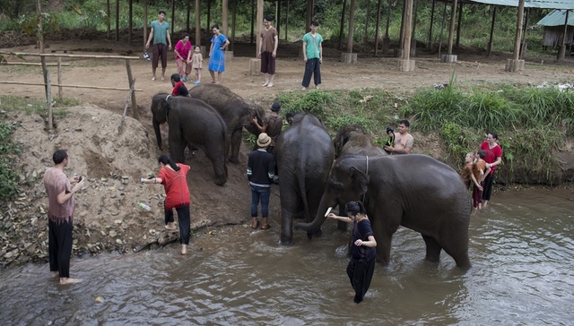 另一种真相？“若无旅游业，大象将无处可去”