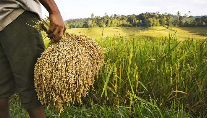 王洪旗,党支部书记,基层干部,街村,新闻和报纸摘要,河西务,土地利用方式,灌溉井,耕地,集体收入
