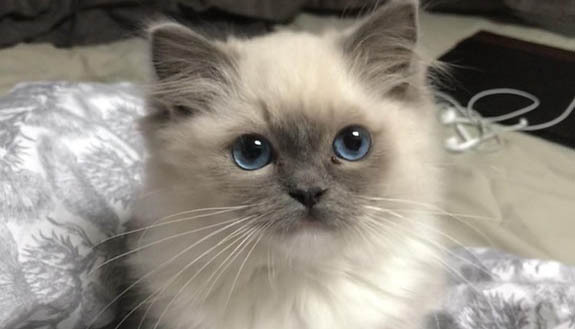 求了我妈20年都不让养猫，然后她搬走自己养了一只...