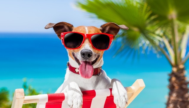 墨西哥推出宠物常旅客计划 一次手续半年